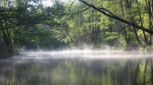 Paukščių čiulbėjimas ir vis ryškesni saulės spinduliai žada gražią dieną
