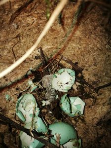 Ypač vertingas radinys – strazdo lizdelis su tuščiais kiaušinėlių lukštais