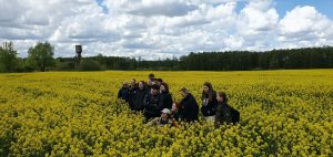 Viliojantis rapsų žydėjimas.